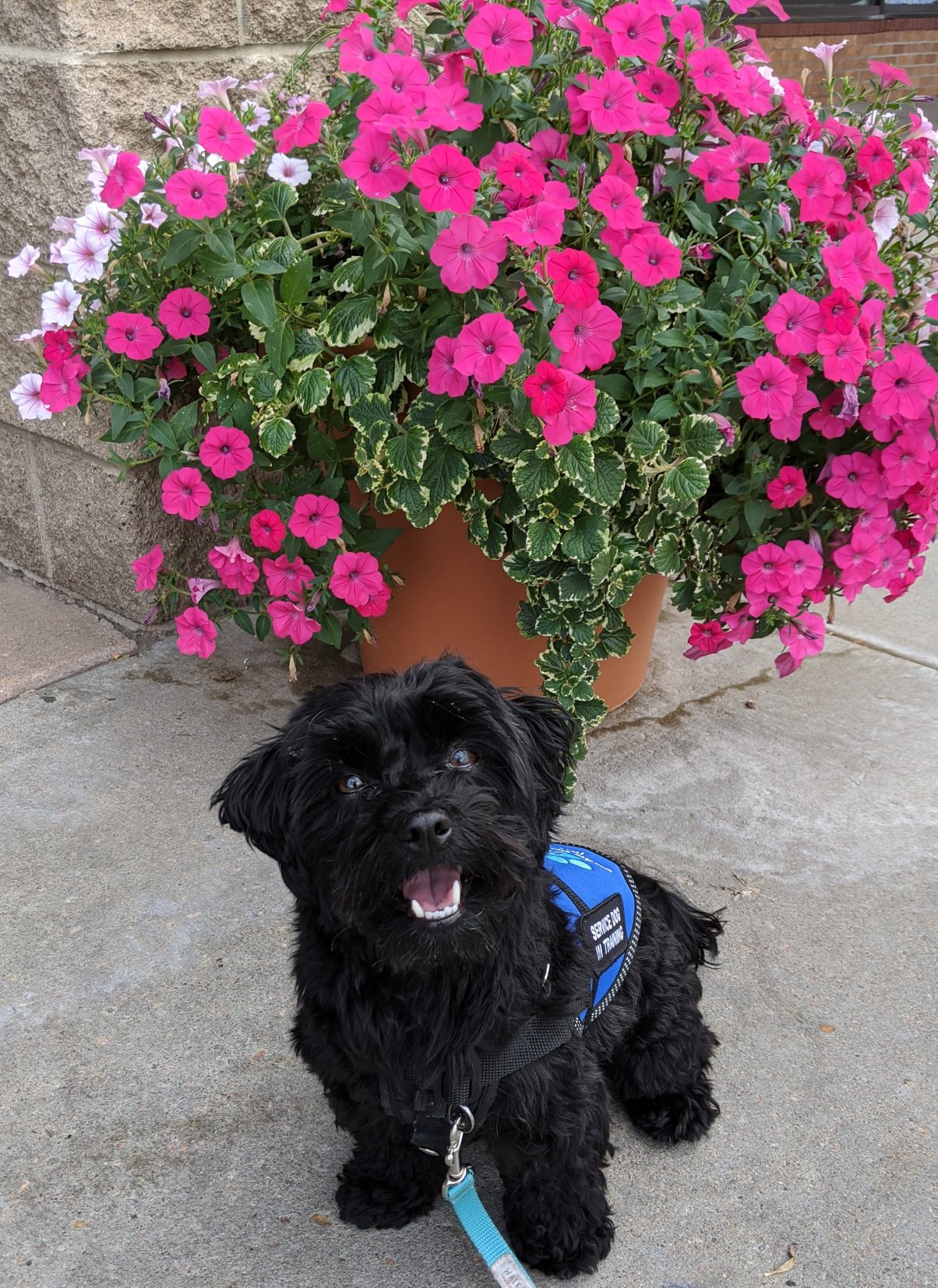 A small Havanese dog with a service dog vest standing in front of a blooming pot of flowers