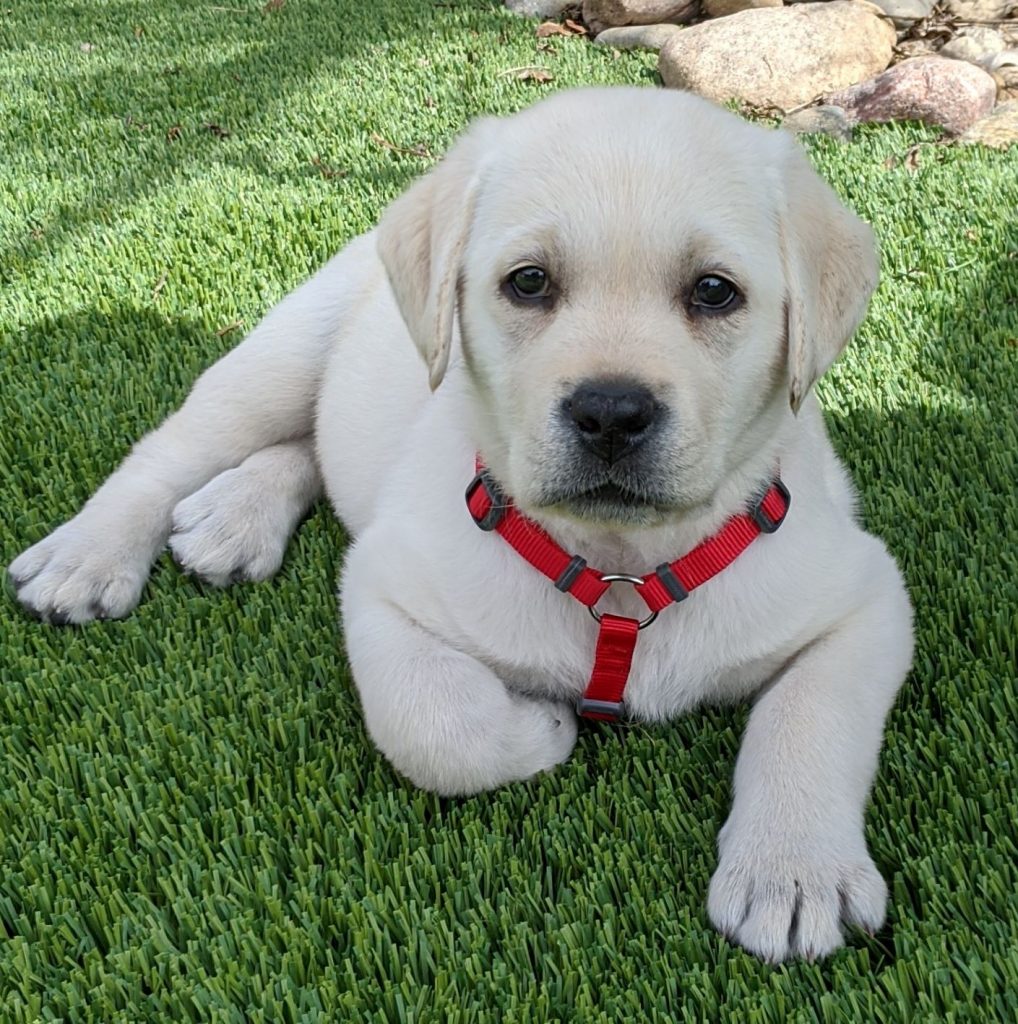 8 week old Labrador puppy lying down in the grass