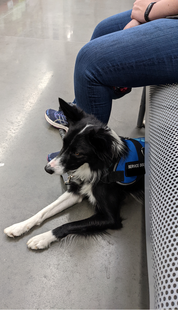 Border Collie with a service dog vest lying next to a person who is seated at a bench in a mall  